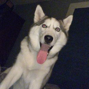 Meet your Posher, Peyton